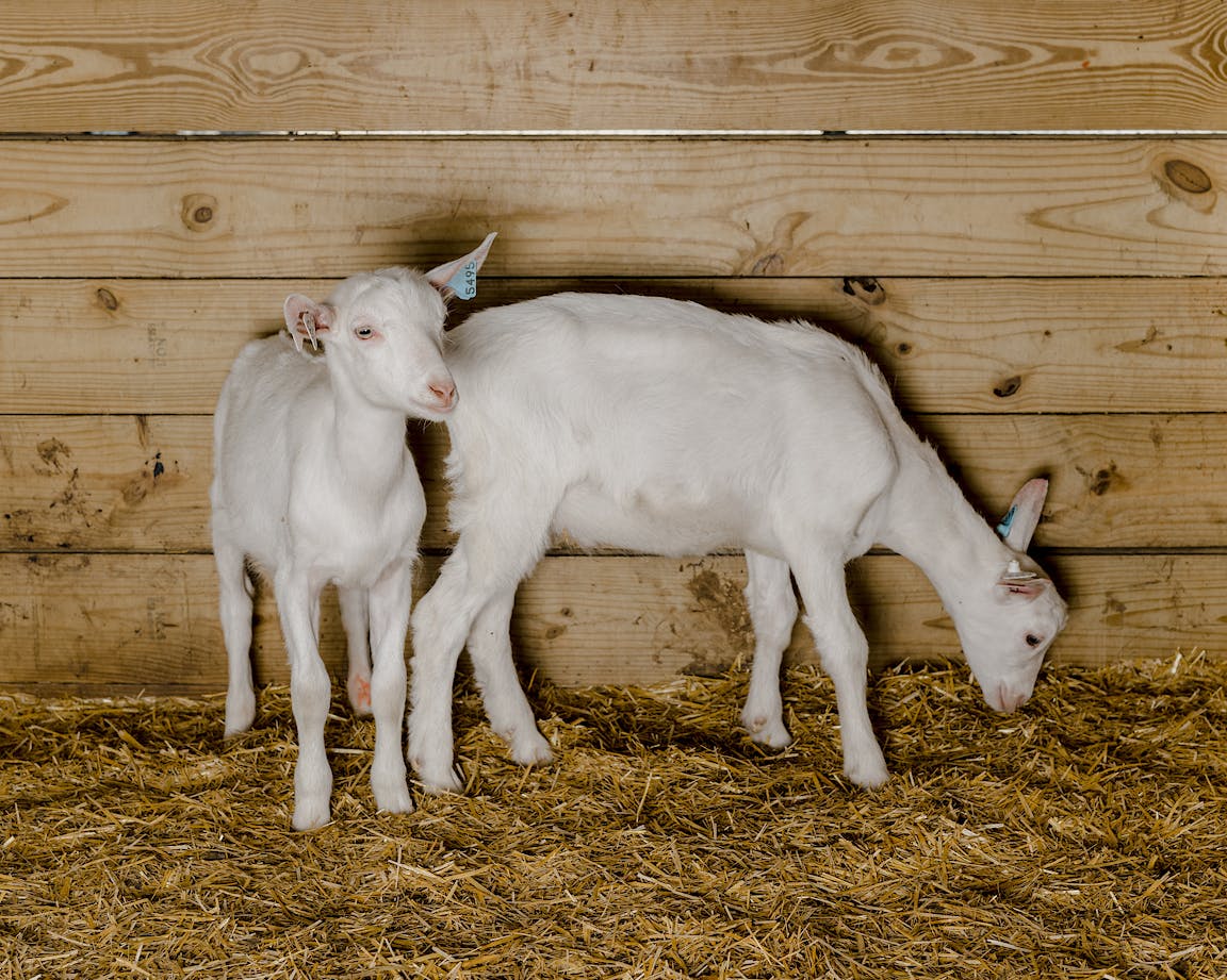 Two young white goats.